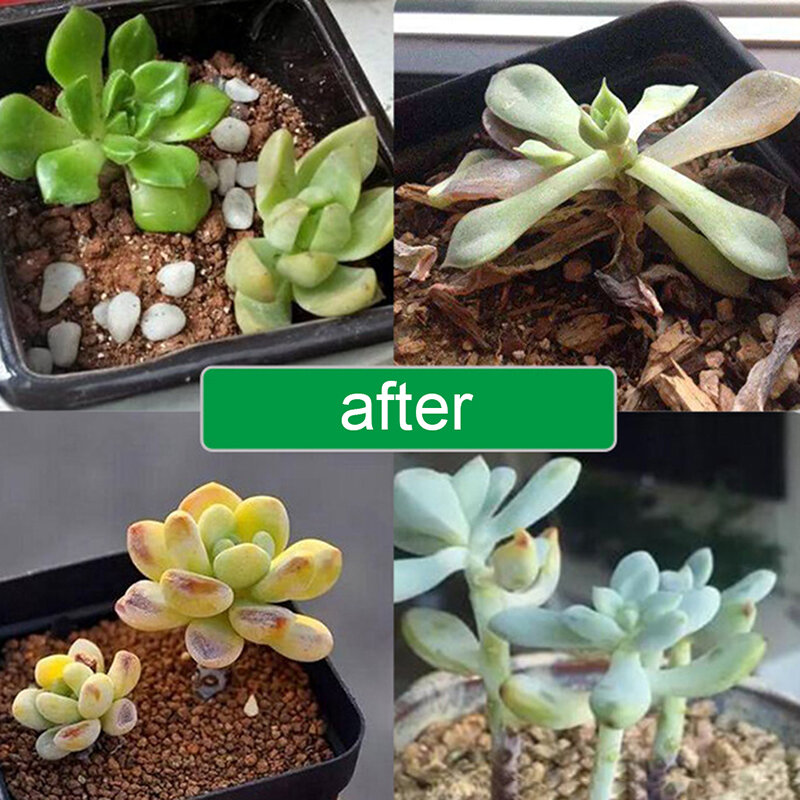 식물 조명용 USB LED 성장 조명, 전체 스펙트럼 10W DC 5V, 식물 램프
