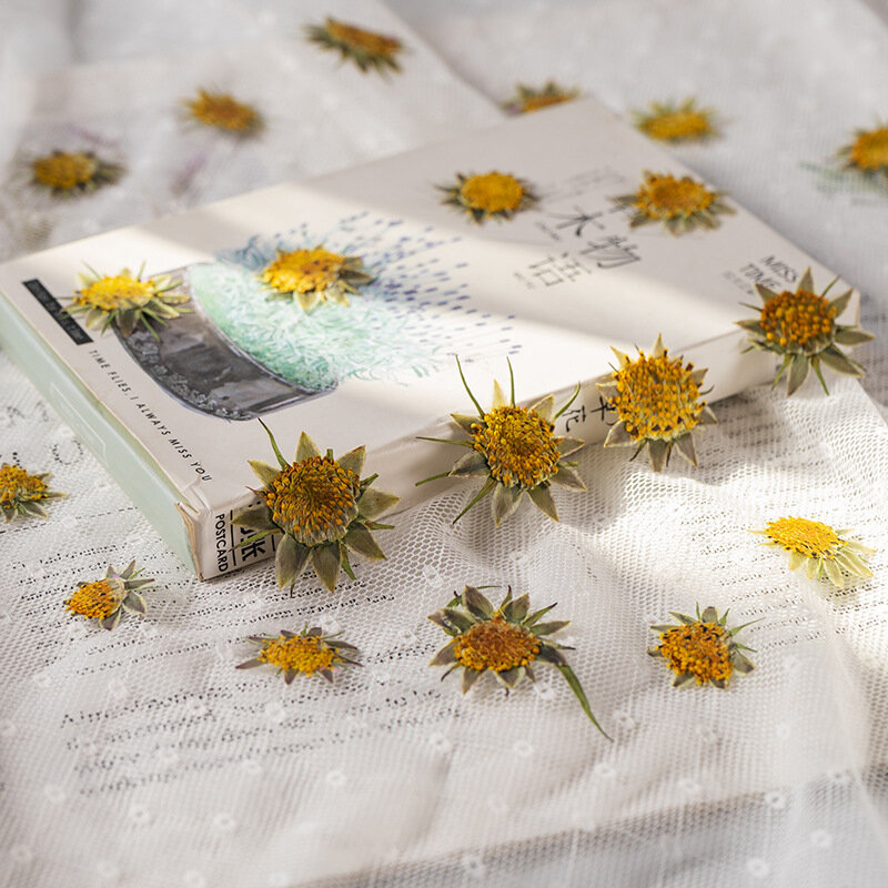 120pcs Pressed Dried Galsang Flower Stamen Herbarium For Jewelry Postcard Bookmark Frame Phone Case Invatation Card DIY Making