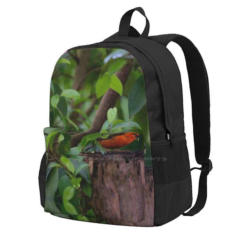 Laptop Travel School Bags for Teens, Red Bird in the Forest, Selva Animais, Descobrir a Natureza, Cores, Verde, Mulheres, Homens