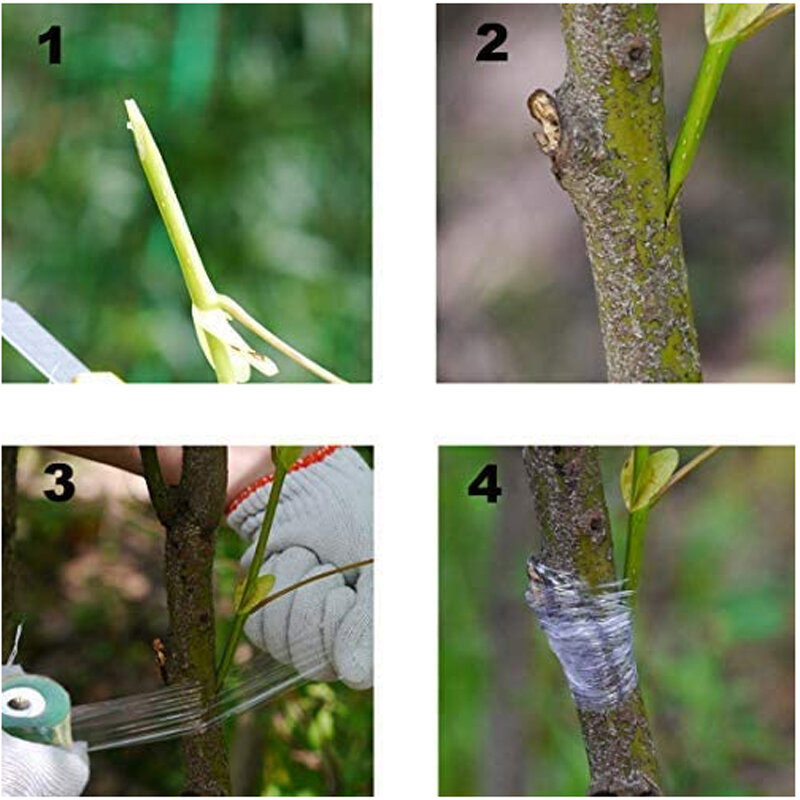 5 rotoli di larghezza 2cm/2.5cm /3cm pellicola a membrana per innesto di alberi da frutto pellicola estensibile per la protezione delle piante di Garde pellicola autoadesiva