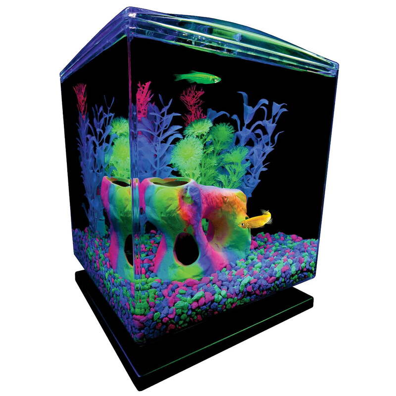 GloFish Betta Glass Aquarium Kit 1.5 galloni, facile installazione e manutenzione, serbatoio di avviamento perfetto