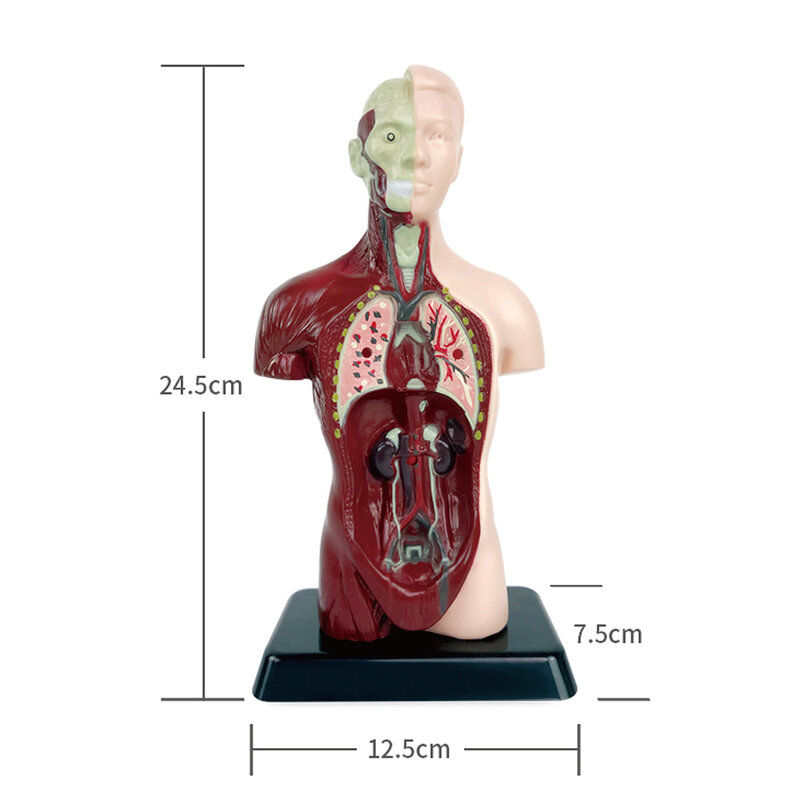 Modelo de cuerpo humano con órganos extraíbles, juguete reutilizable resistente al desgaste para estudiantes, niños y adultos, 1 piezas