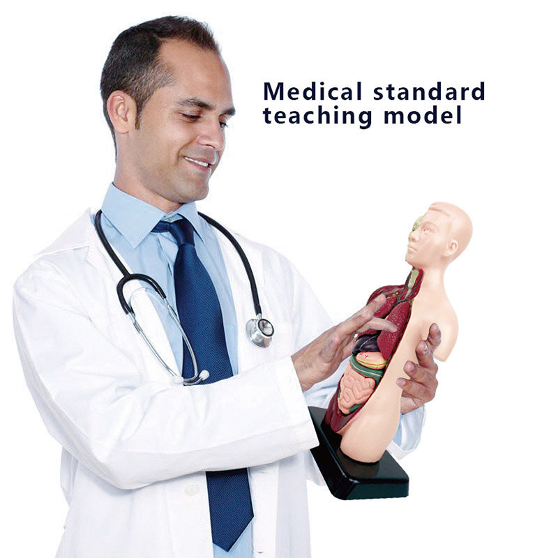 Brinquedo infantil STEM de esqueleto humano, órgão experimental, modelo de montagem do cérebro motor, corpo do tronco, modelo de anatomia, presente para crianças