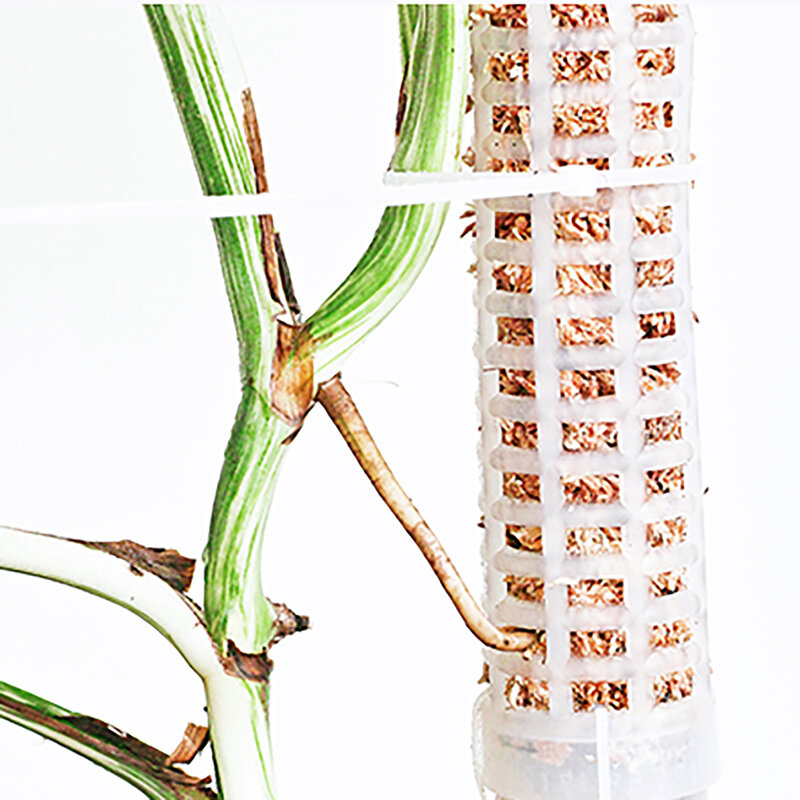 Vật Có Hoa Leo Cột Sphagnum Rêu Cực Thực Vật Phát Triển Hỗ Trợ Chân Đế Giữ Nước Phân Giàu Vật Có Nối Dài Cực Dính