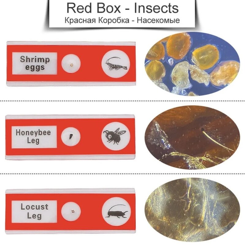 현미경 슬라이드 플라스틱 준비 키트, 나비 표본 보상, 학생 시작 생물 실험