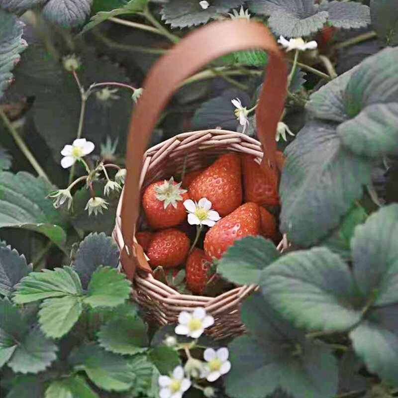 Rattan Storage Basket with Handle Portable Flower Candy Egg Organizer for Home Garden Decoration Wedding Flower Picnic Baskets