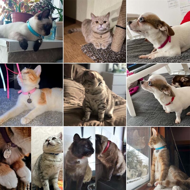 Collar de gatito de seguridad colorido con campana, Collar de cachorro de cuero, accesorios para perros pequeños, conejo, Chihuahua, ajustable