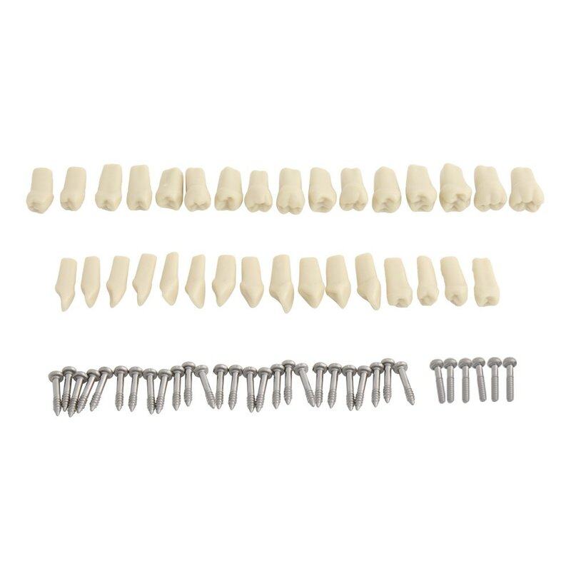 Model zębów pasuje do Model zębów Model nauczania dentystycznego Frasaco, Model zęba dostępne są zdejmowane zęby 32 szt