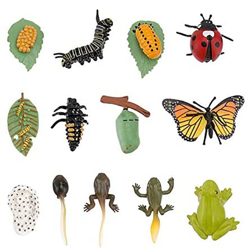 3 Sätze Kunststoff Lebenszyklus Spielzeug Marienkäfer wachsen Kit Frosch Lebenszyklus Schmetterling Lebenszyklus Kit Bug Leben Spielzeug