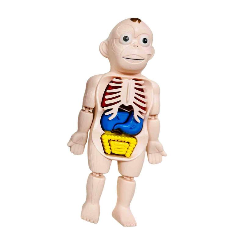 Human Body Puzzle for Kids Teaching Model for Preschool Home Kids Child
