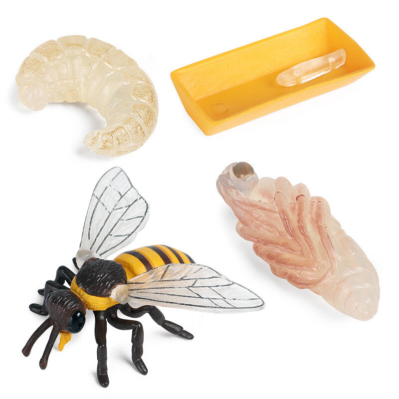 New Simulation Animal Insect Life Cycle Model Bee Butterfly Growth Cycle Figurine Action Figures Kid Cognitive Early Toy Collect