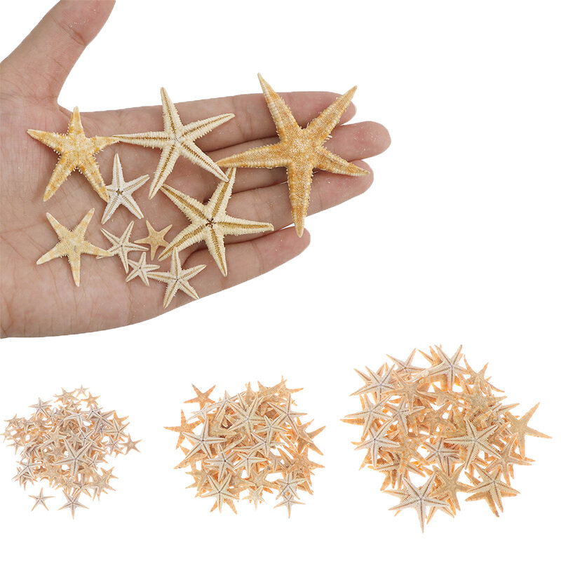 Boxed Natural Starfish Natuurlijke Zeester Seashell Beach Craft Natuurlijke Zee Sterren Diy Strand Bruiloft Decoratie Ambachten