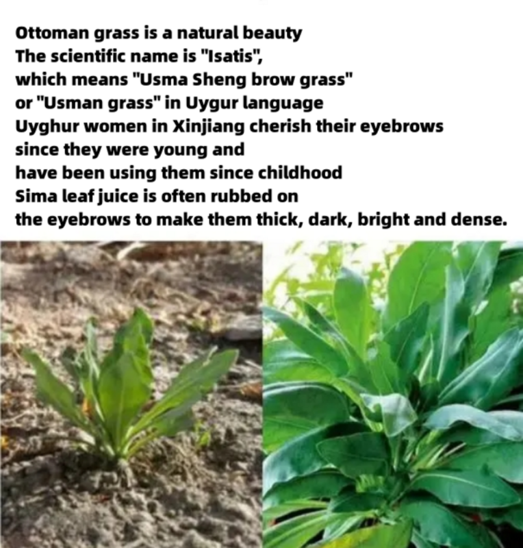 Usma-Natural Grass Sobrancelha Em Pó, Solução De Crescimento De Cabelo, Sobrancelha E Cílios Crescimento Solução