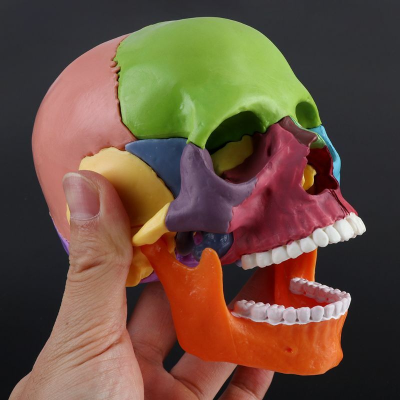 15 Buah/Set Model Anatomi Tengkorak Warna Dibongkar 4D Dapat Dilepas Pengajar Medis