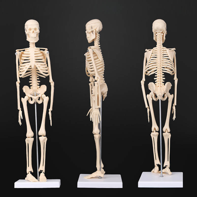 Анатомическая модель, 45 см