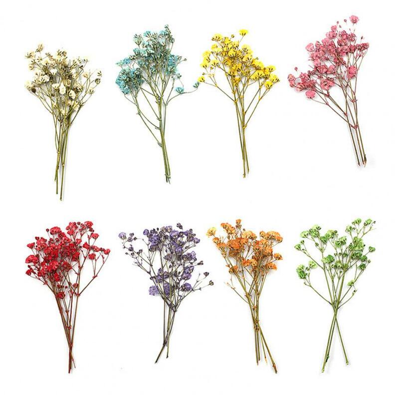 12ชิ้นแฟชั่น gypsophila ช่อดอกไม้สัมผัสจริงกดนิรันดร์ดอกไม้แห้งยิปโซ buket pengantin แต่งงาน