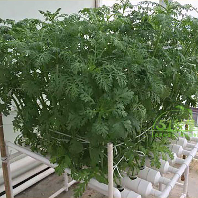 Jardim vertical interior plantador crescente sistema de cultivo hidropônico instalação vegetal