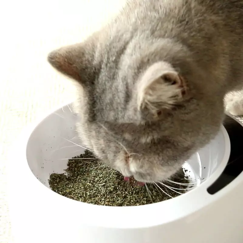 Herbe à chat naturelle biologique de qualité supérieure, saveur menthe, peut être arrosée sur les jouets et les jouets, 20g par sac