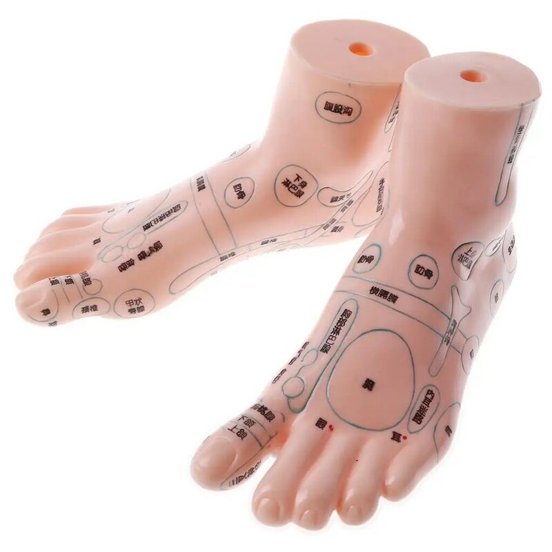 Modèle de pieds de massage humain, anatomie du point d'acupuncture, modèle fuchsia, fournitures de laboratoire, étude, 1 paire