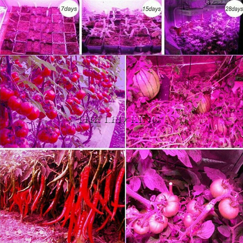 Phyto-lampe LED horticole de croissance, pour semis d'intérieur, fleurs, tente