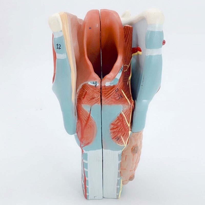 2x Model Anatomi Tenggorokan Manusia yang Diperbesar untuk Studi Penyakit, Model Anatomi Laring, Model Anatomi Tenggorokan, Alat