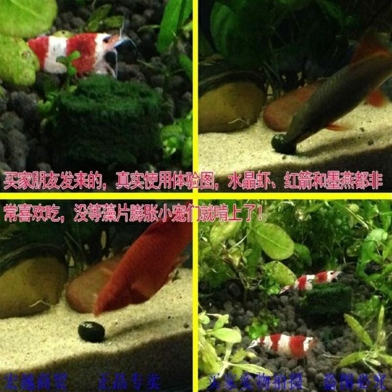 100pcs Spirulina Tablets Enrichment Favorite Pet Food Fish Crystal Red Shrimp Fish Food Aquarium Accessories