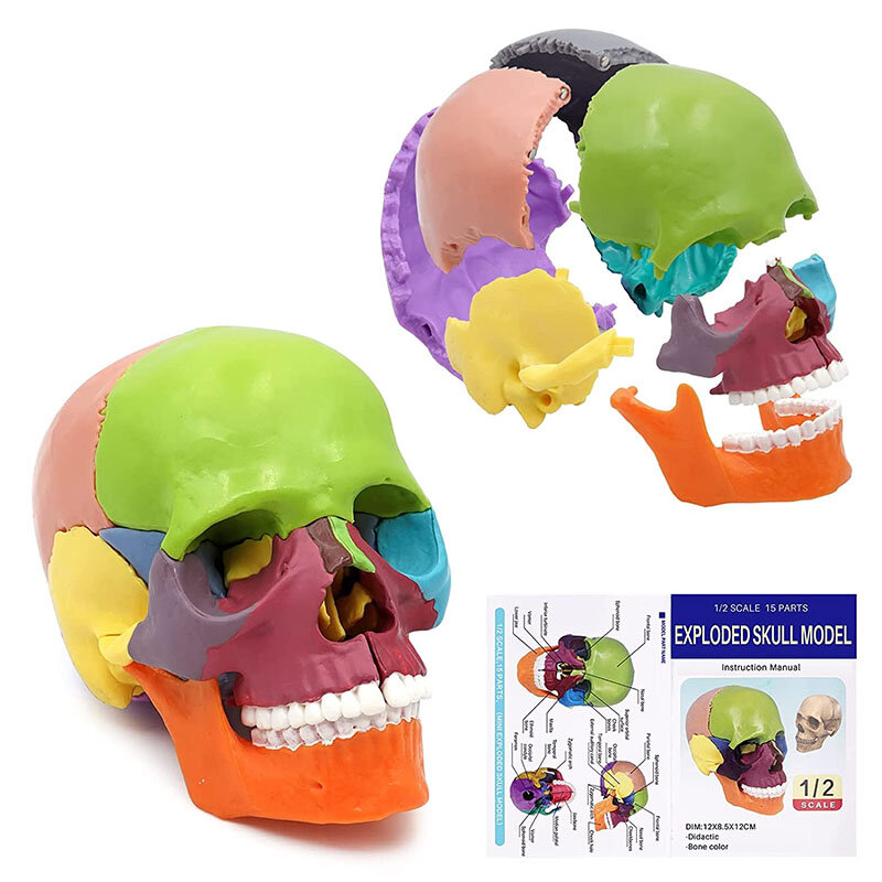 Modèle d'anatomie de tête de mort en couleur 4D, 15 pièces/ensemble, démontable, outil de fournitures médicales de sensibilisation scientifique
