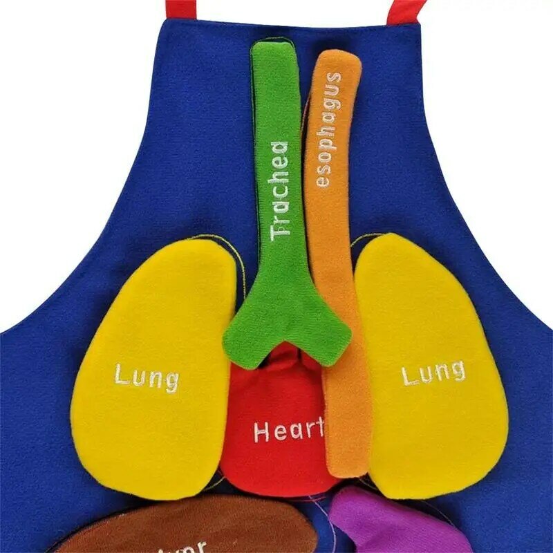 Organ Body Model Avental para Crianças, Órgãos do Corpo Humano, Consciência Brinquedo Educacional, Home Preschool Teaching Aid, Transparente