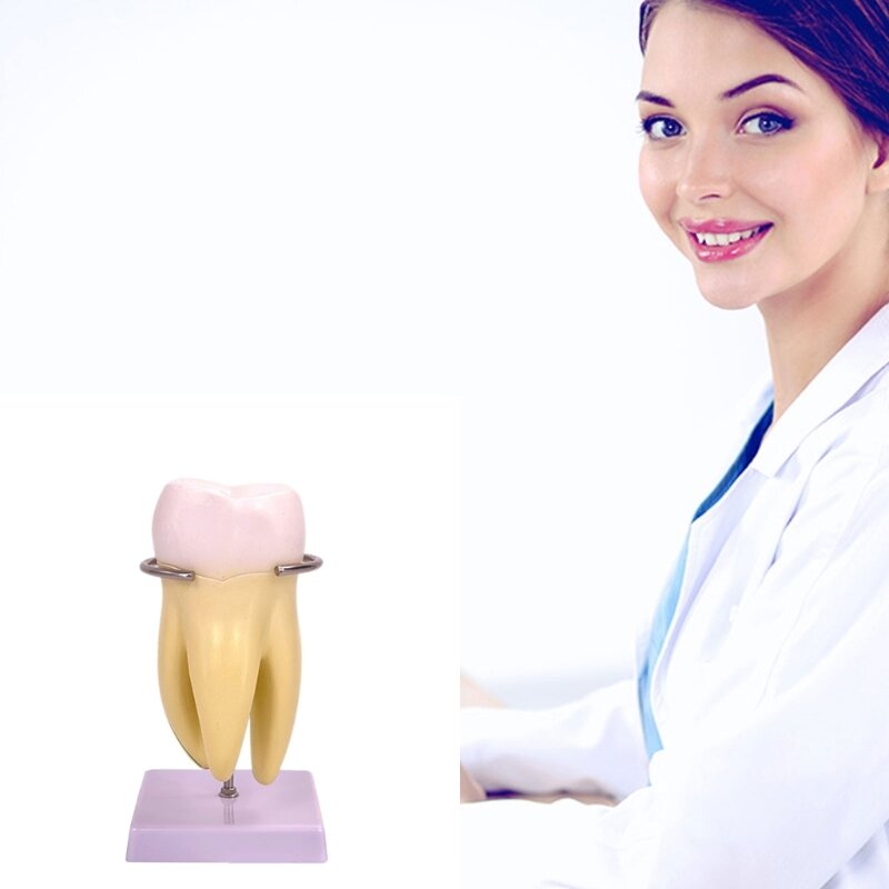 Модель человеческого зуба Анатомическая модель молярного зуба, модель зубных зубов для клиники и общения врача с пациентом