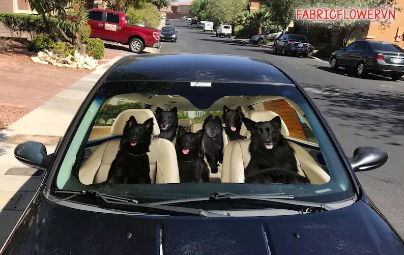 Groenendael แผ่นกรองแสงติดรถยนต์, hiasan mobil groenendael, กระจกหน้ารถสุนัข, ของขวัญคนรักสุนัข, แผ่นกรองแสงติดรถยนต์สุนัข, kado untuk Ibu, ของขวัญสำหรับ