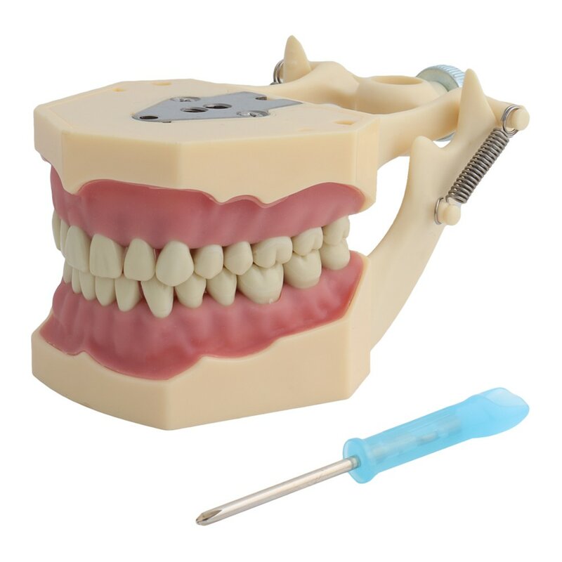 Frasaco 치아 모델, 치과 교육 모델, 데모, 치아 모델, 이동식, 32 개 치아 사용 가능