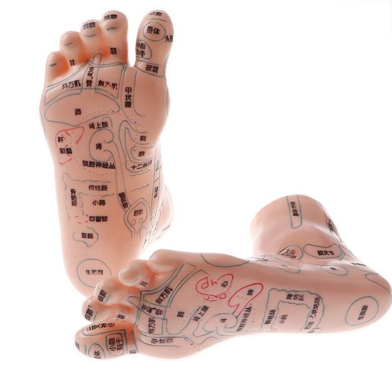 Laboratorio/estudio, modelo de pies de masaje humano, modelo de acupuntura, anatomía, modelo de enseñanza, suministros de laboratorio, 1 par