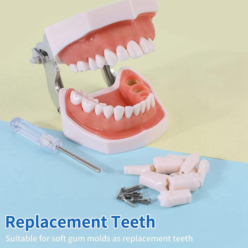 Dentes removíveis modelo para Typodont, uso para prática e ensino, 64pcs