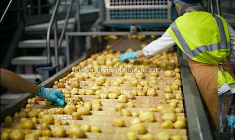 Industrielle Pommes Frites Produktions linie Kartoffel Wasch-und Schälmaschine