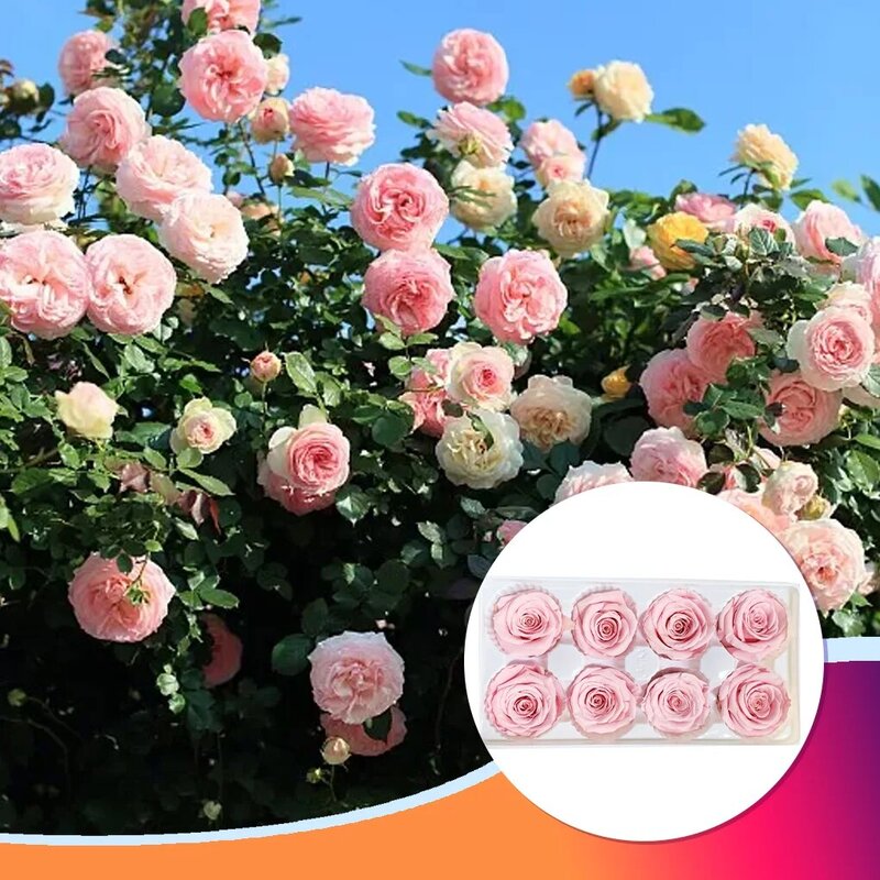 IMORTAL-Rose éternelle multicolore, 8 pièces, aide, fleur, champagne