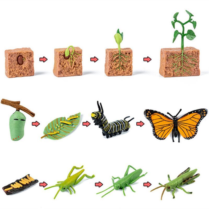 Zestaw do cyklu życia z roślinami i zwierzętami zestaw Montessori żaba motyl ślimak biologia edukacja naukowa drewniane zabawki dla dzieci