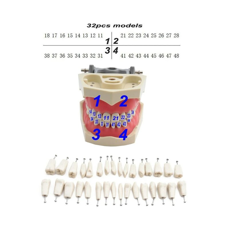 Modelo Dental Dentes Modelo, Tipo ADC, Ensino Dental, Demonstração Modelo Dente, Dentes Removíveis, 32 PCs, Disponível