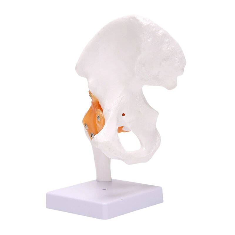 Modello di osso dell'anca a grandezza naturale-modello di articolazione dell'anca con legamenti flessibili e punti di riferimento in ebano modello di articolazione dell'anca dell'articolazione dell'anca umana