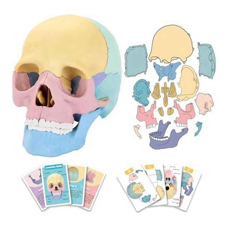 Rompecabezas de cráneo de Anatomía Humana desmontable, Mini modelo de cráneo humano, enseñanza de clínica, 1 Juego