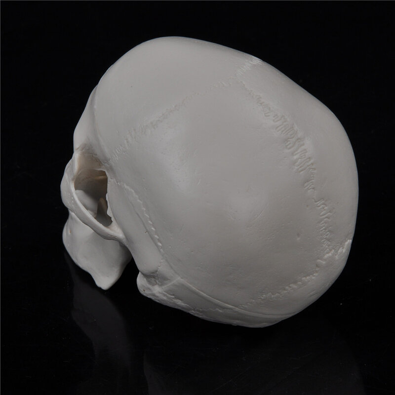 Onderwijs Mini Schedel Menselijk Anatomische Anatomie Hoofd Medisch Model Handig