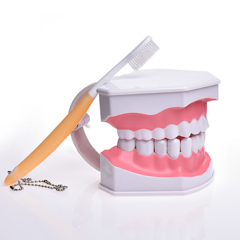 JINGT-modelo de dientes dentales, herramienta de práctica de odontología falsa, para enseñanza Oral, ejercicio cognitivo