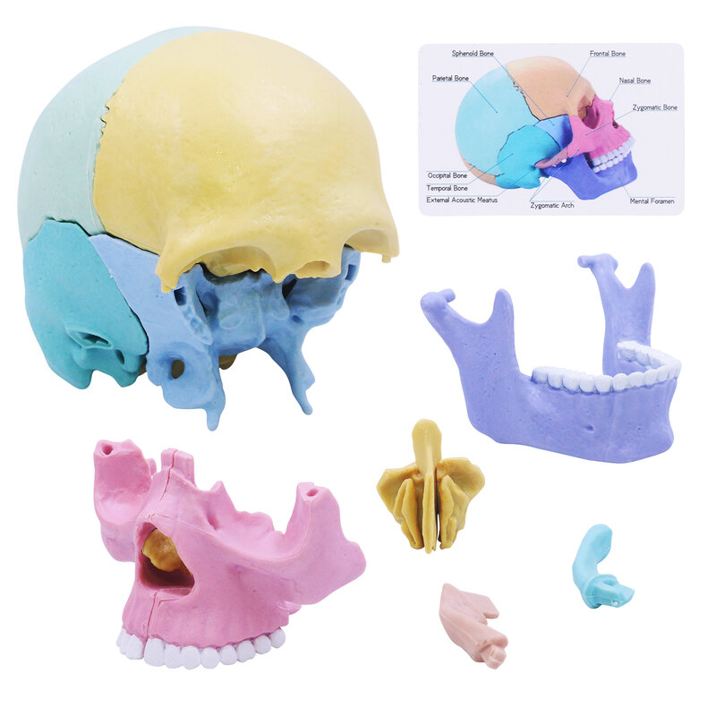 Modèle de crâne d'anatomie pour enfants, puzzle en 17 parties, mini modèle de crâne médical humain avec cartes flash