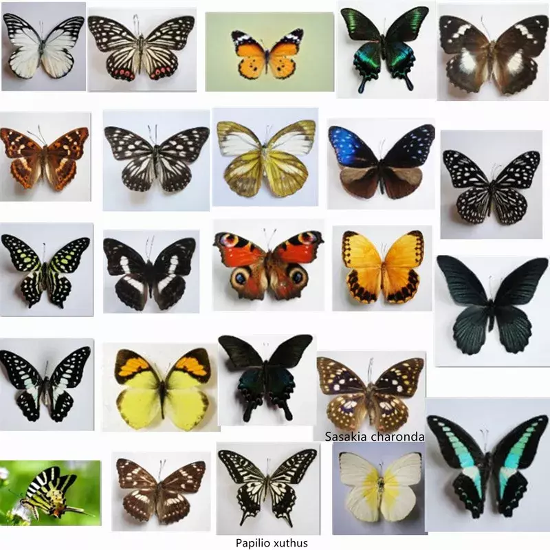 1PCS/ Real Beautiful Butterfly Specimens for Hobbies DIY Photo Frame or Home Wall sticker