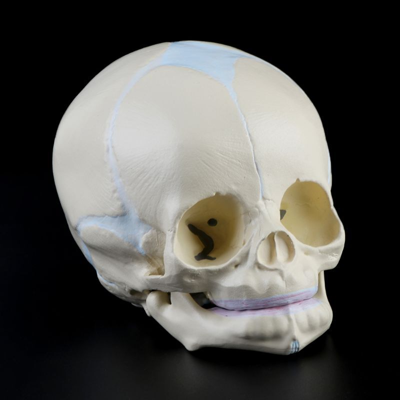 1: 1 Human Fetal Baby Infant Medical Skull Anatomical Skeleton Model Teaching Su