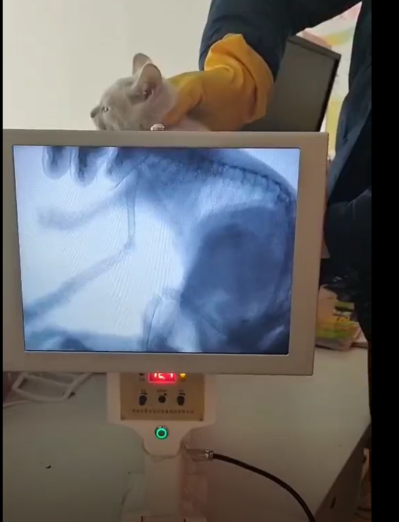 Máquina de raio X veterinária portátil, Handheld Digital Vet Humano, Máquina RX para Clínica de Pet Hospital, Tela grande, Preço