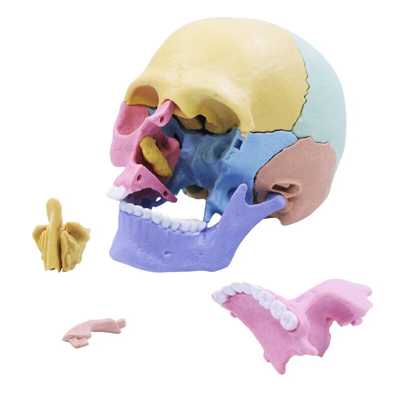 Женская модель, 17 частей головоломки для детей, маленькая медицинская модель черепа с флэш-картами