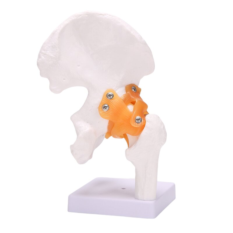 Lebensgroßes Hüftknochen modell-Hüftgelenk modell mit flexiblen Bändern und knöchernen Wahrzeichen Modell des menschlichen Hüftgelenks