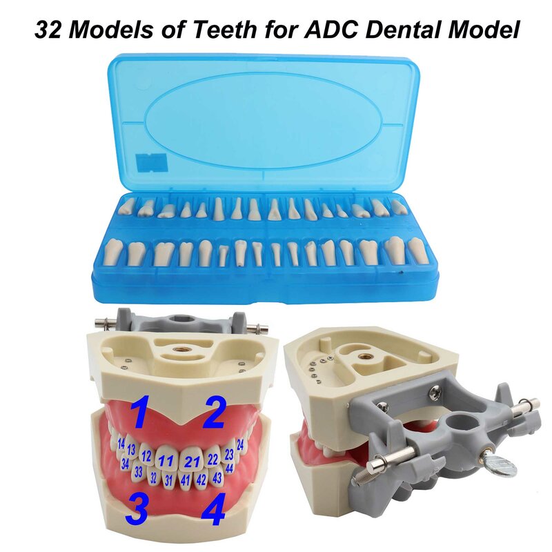 치과 모델 ADC 공인 치아 모델, 치과 교육 모델, 데모, 치아 모델, 이동식 32 pcs 치아 사용 가능