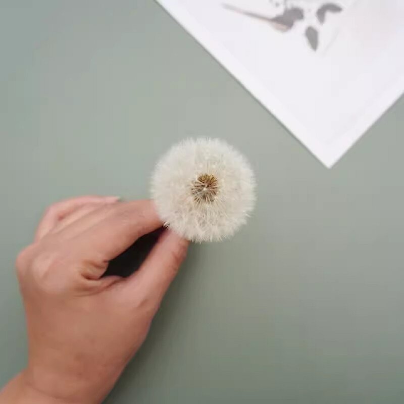 Abadi Dandelion bunga segar tetesan bahan kolagen DIY bunga Dekoratif kotak kaca penutup bahan buatan tangan
