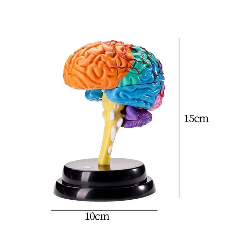 뇌 인체 모형 해부학 도구, 뇌 기능 모형, 교육용 장난감, 정확한 학교 교무실용